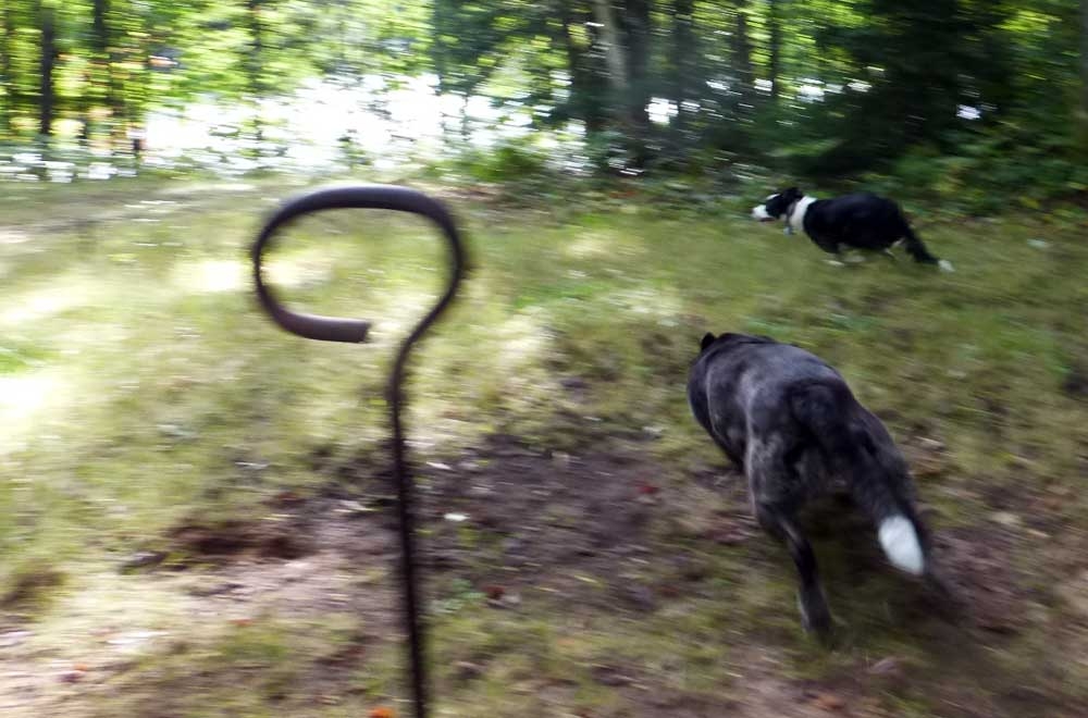 dogssprint740.jpg