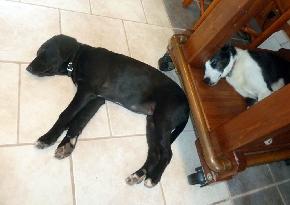 dogstired656.jpg