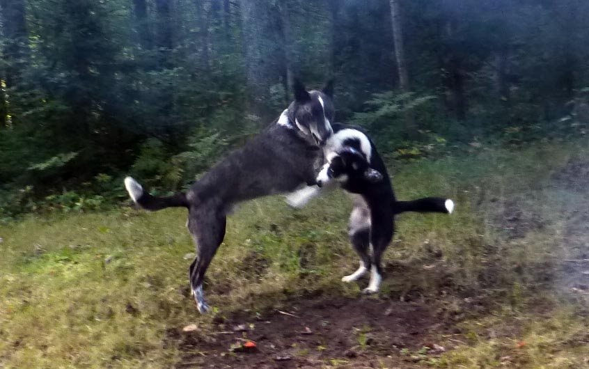 dogstussle0738.jpg