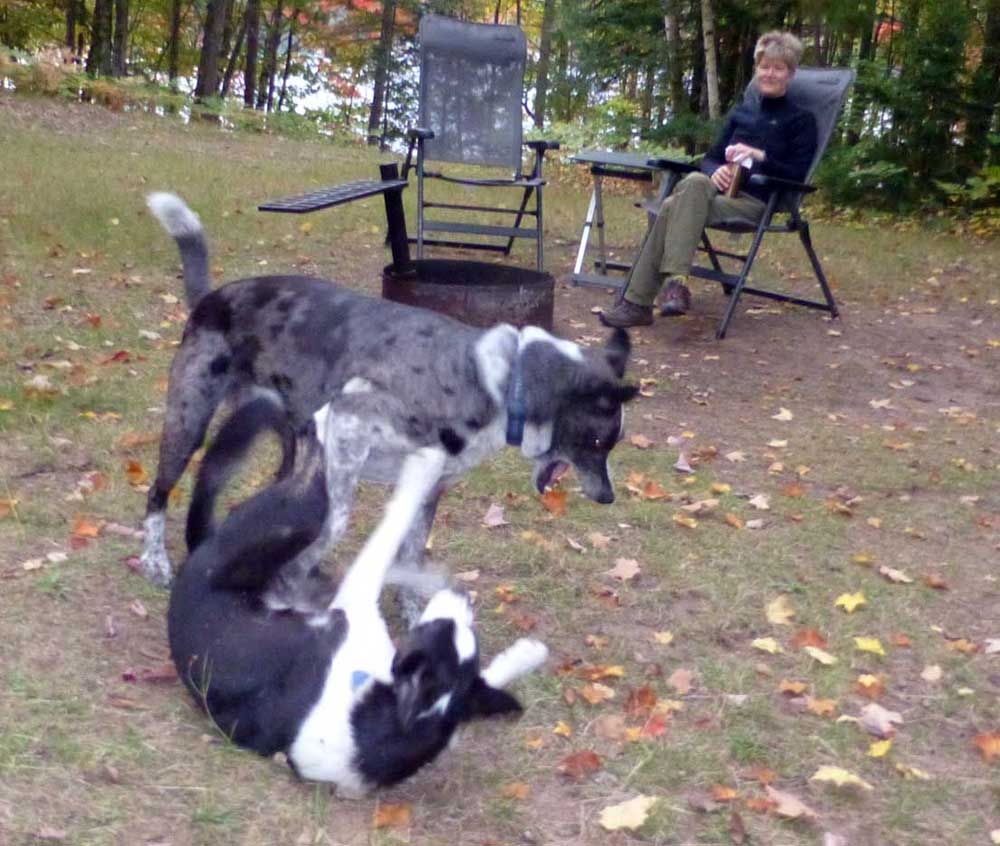 dogstussle774.jpg