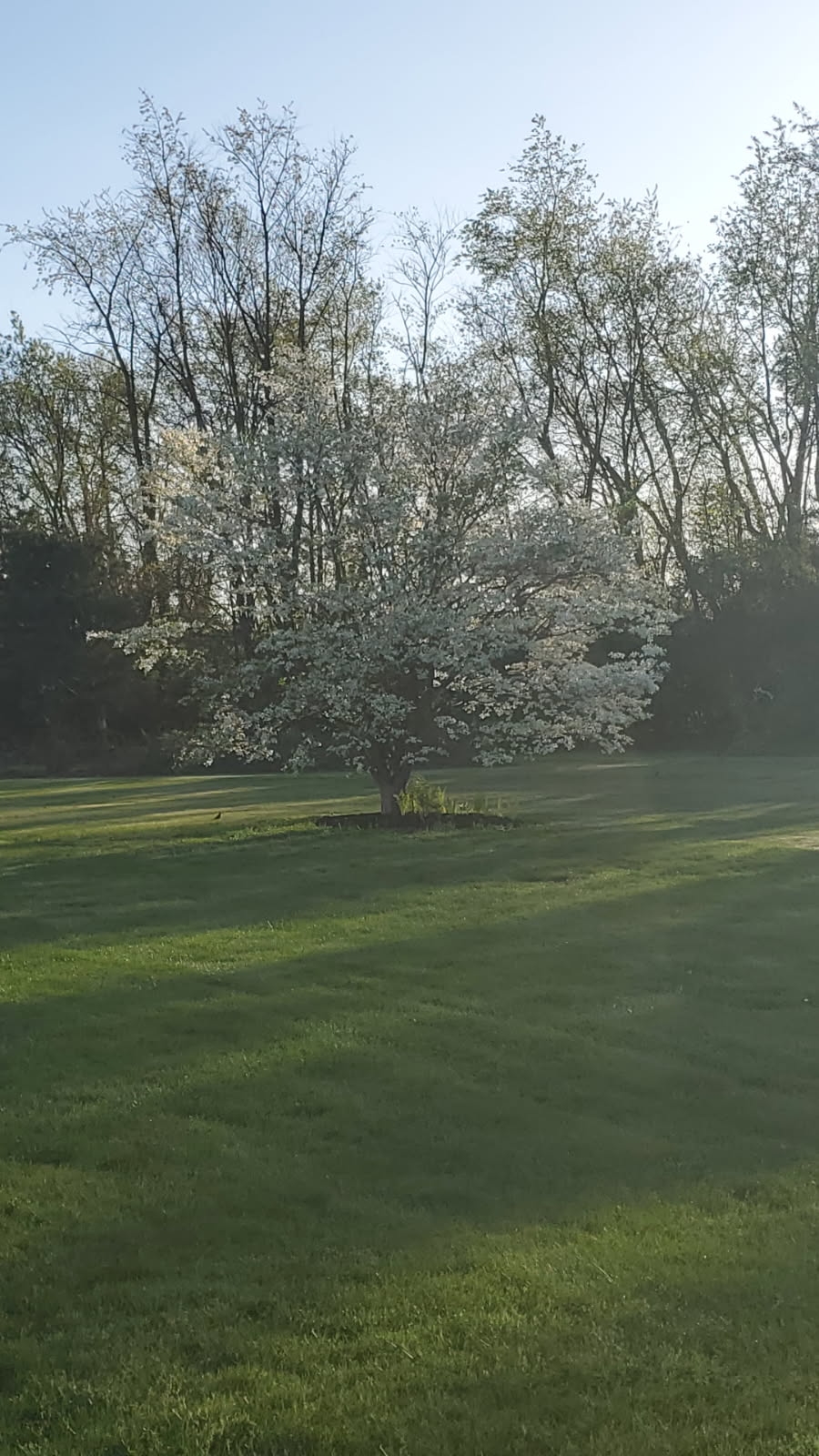 dogwood.jpg