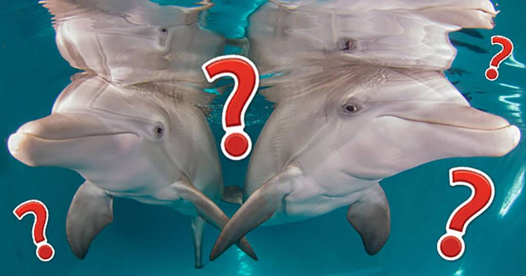 dolphins-question-marks-1.jpg