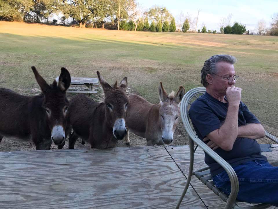 donky-admirers.jpg
