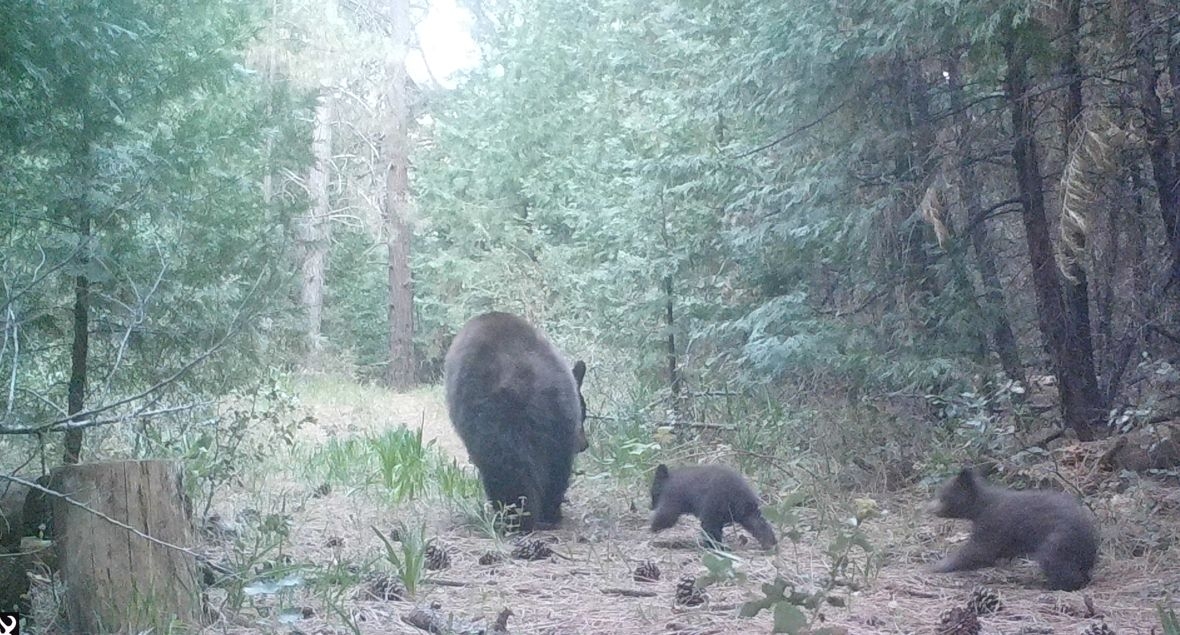 DoubleCub.jpg