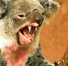 drop bear.jpg