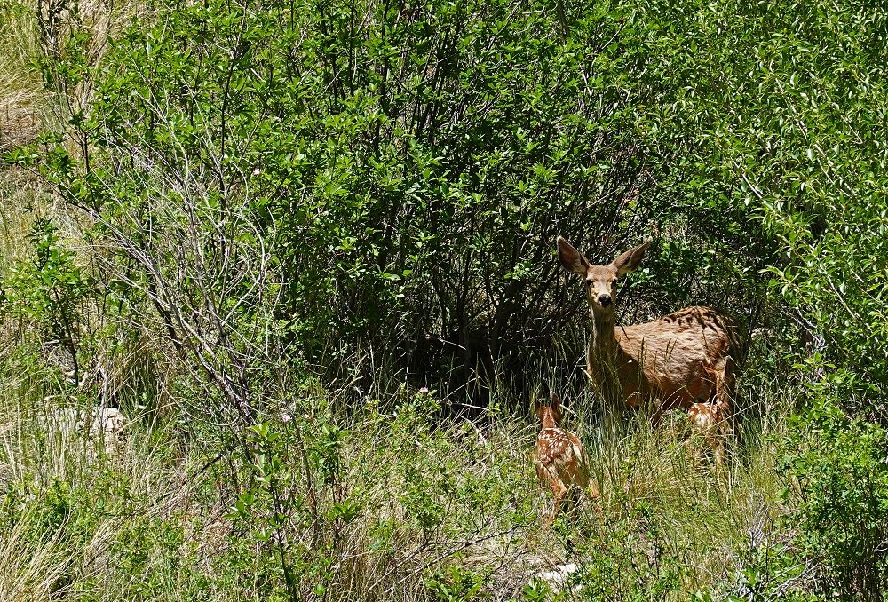 DSC03921ecpnbr.jpg