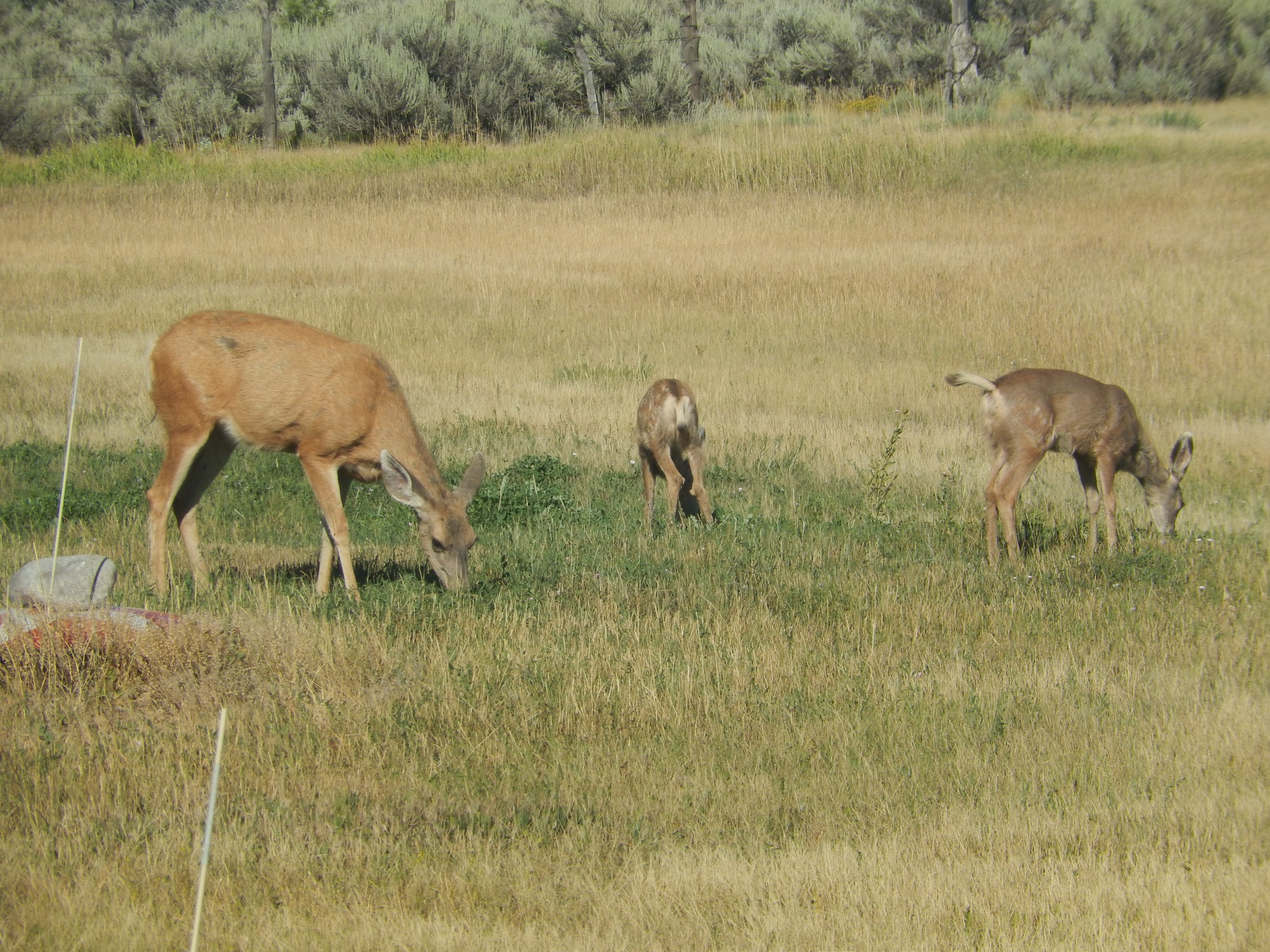DSCN0217.JPG