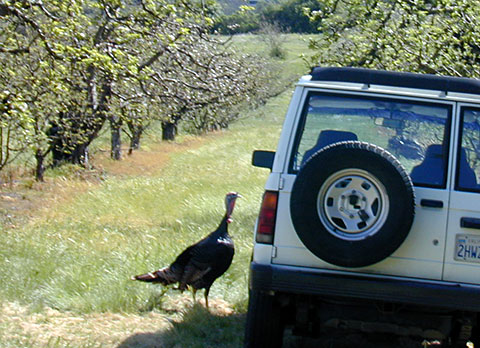 dscn4261rturkey-jpg.66850