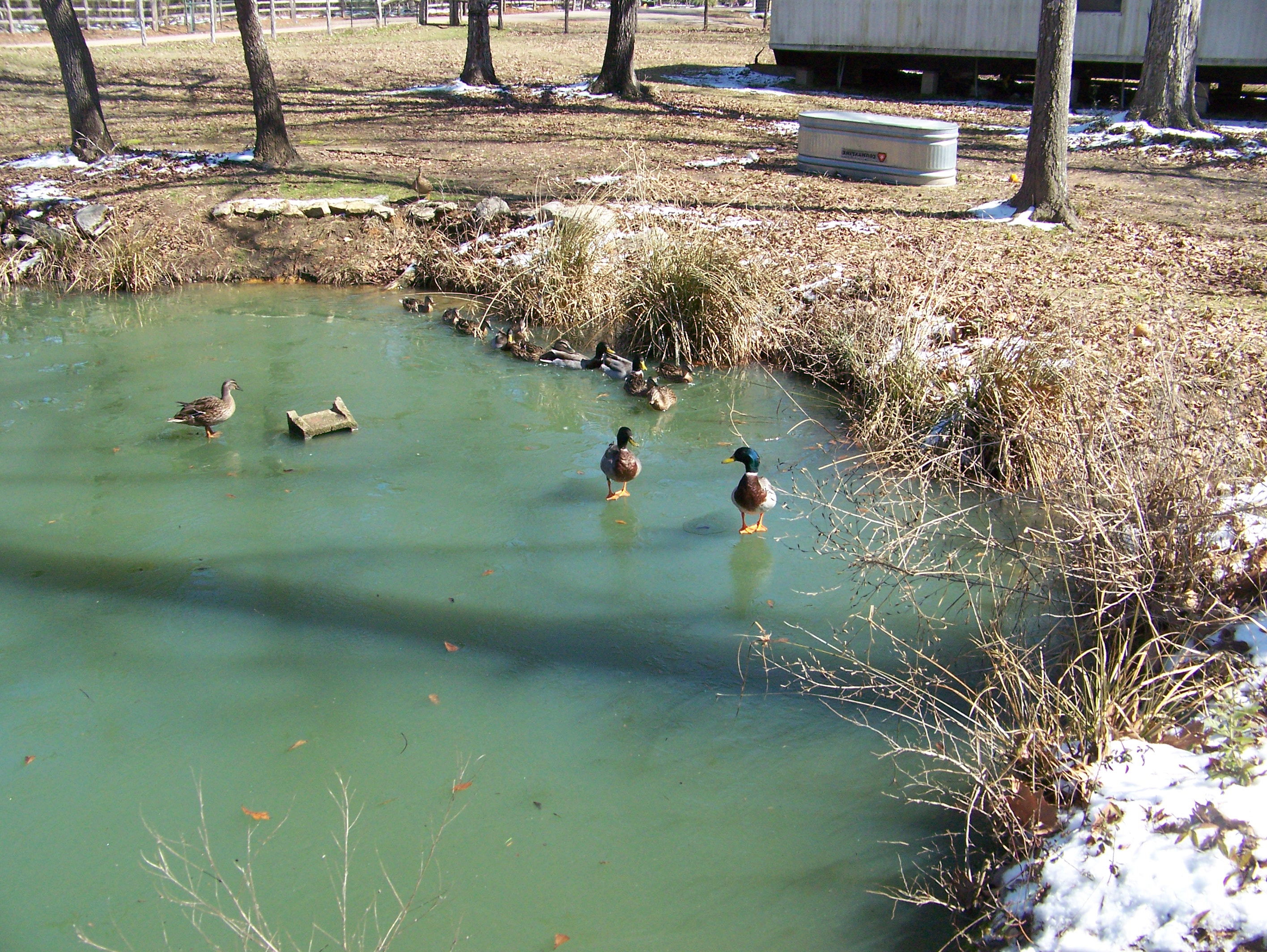 Ducks On Frozen Pond Feb 19, 2021.jpg