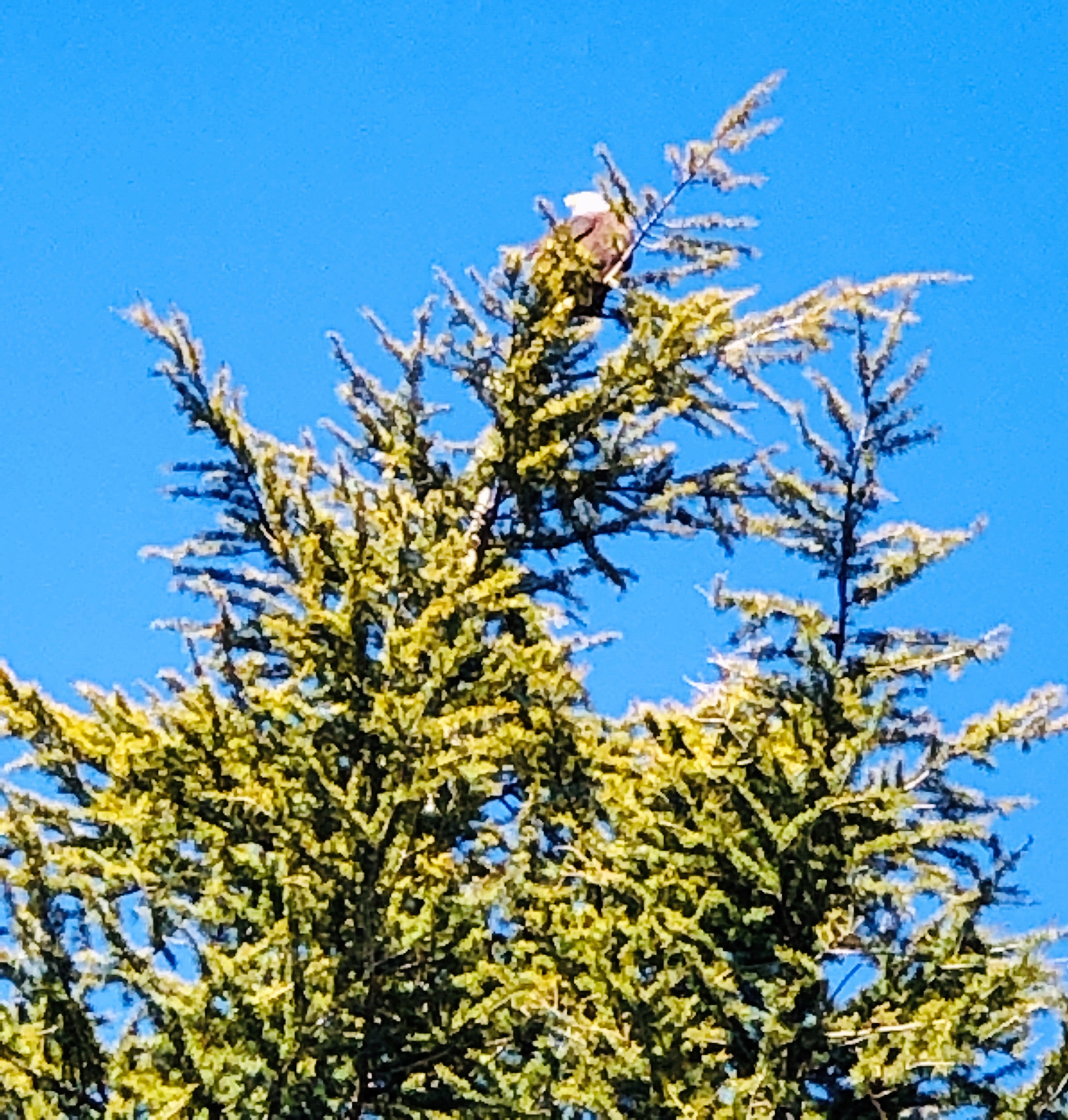 Eagle in tree at Howard's Kennydale 2 (2).jpg