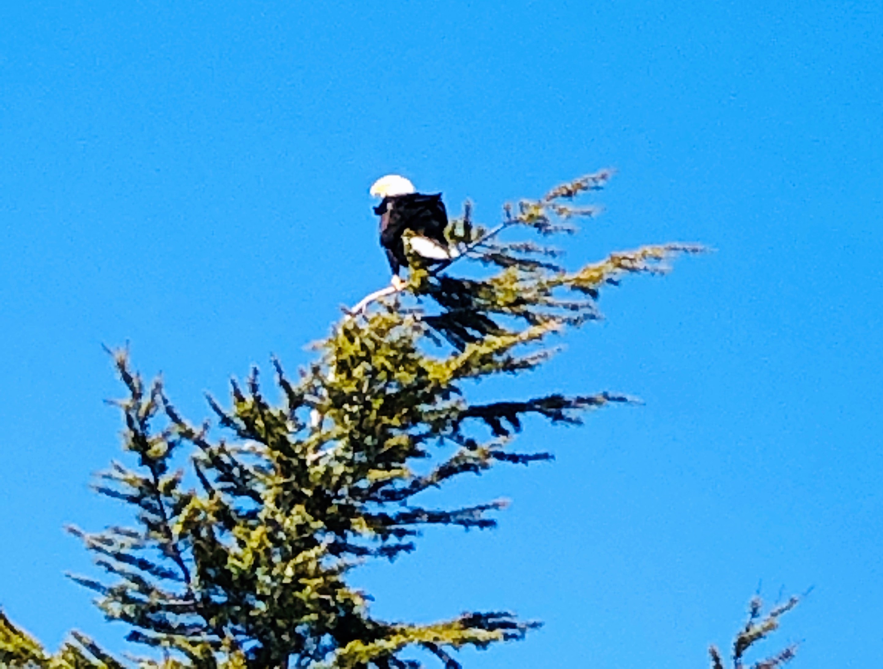 Eagle in tree at Howard's Kennydale (2).jpg