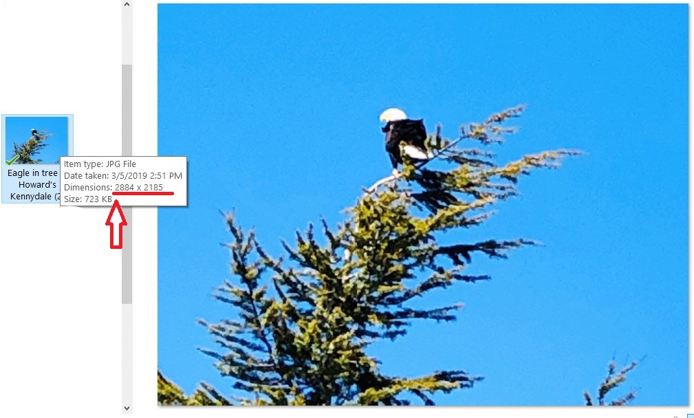 Eagle in tree at Howard's Kennydale (2).jpg