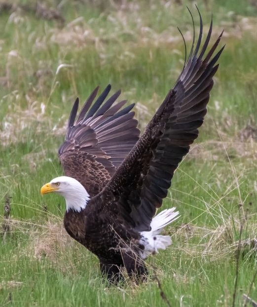 Eagle.jpg