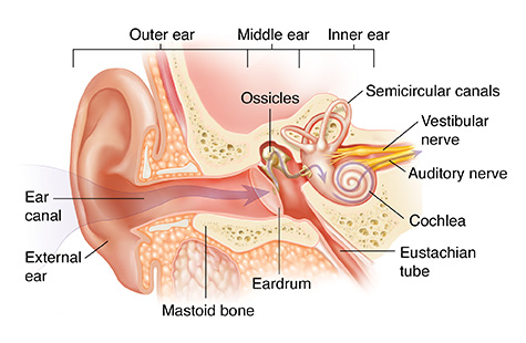 Ear Anatomy.jpg