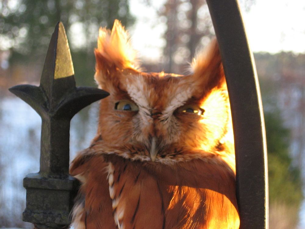 Eastern Screach Owl - Red Morph54.resized.JPG