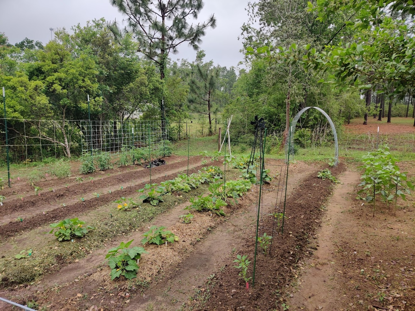 easy garden.jpg