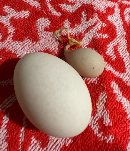egg2.jpg