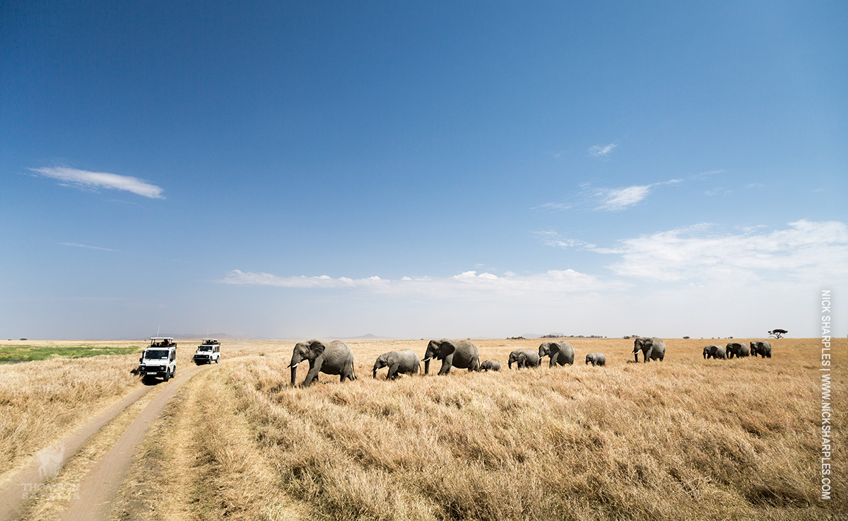 elephants-road.jpg