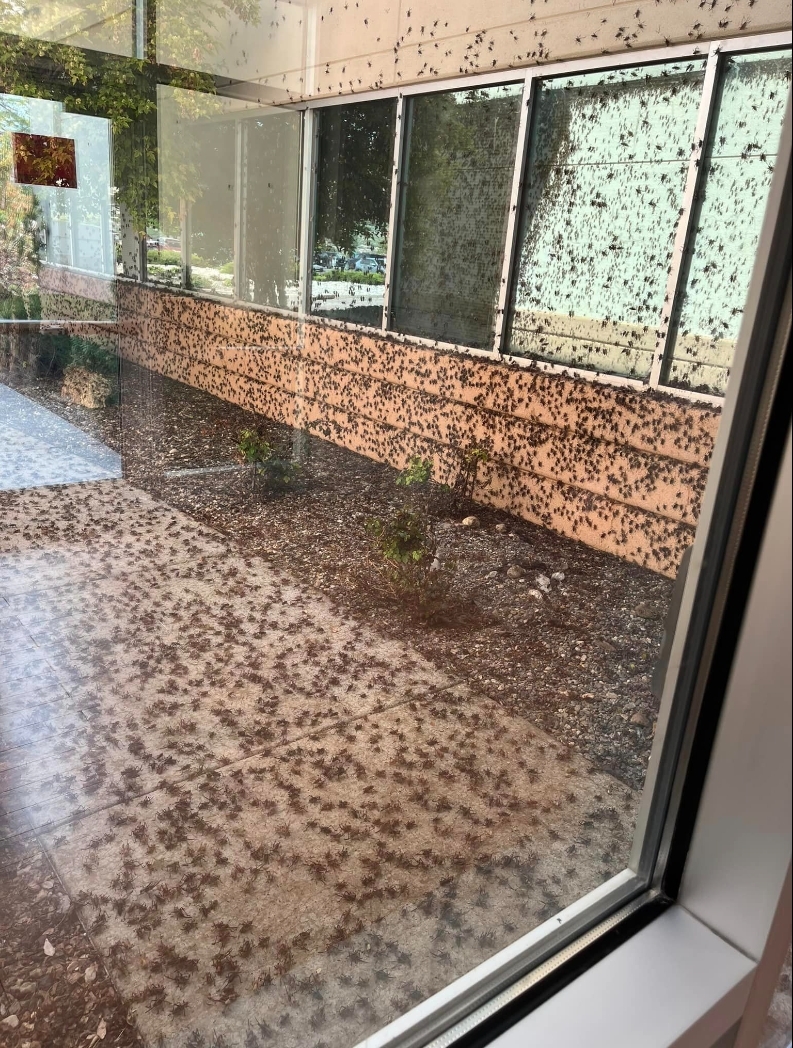 Elko crickets1.jpg