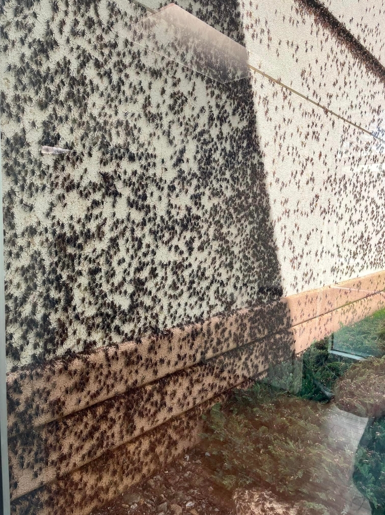 Elko crickets2.jpg