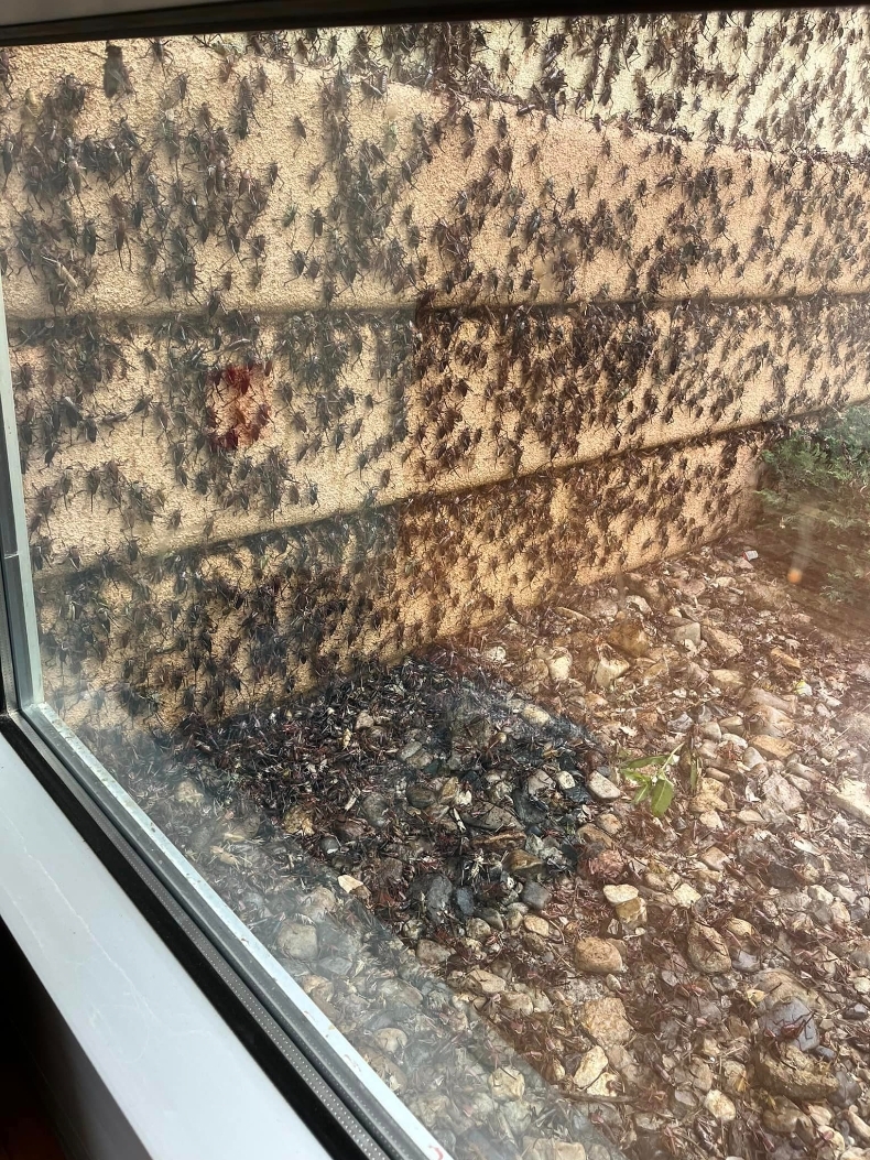 Elko crickets3.jpg