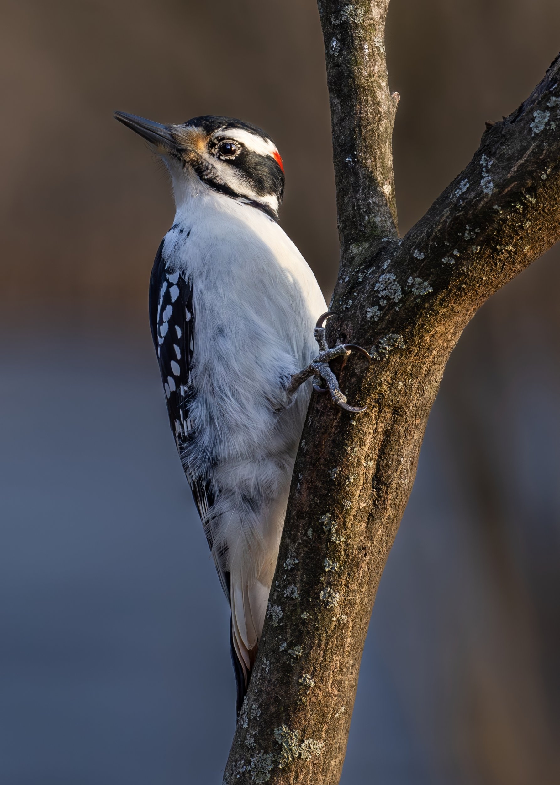 Evening Hairy Woodpecker.jpg