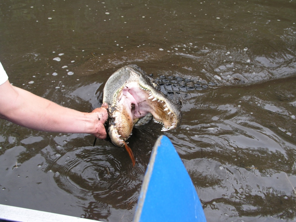 Everglades013.jpg