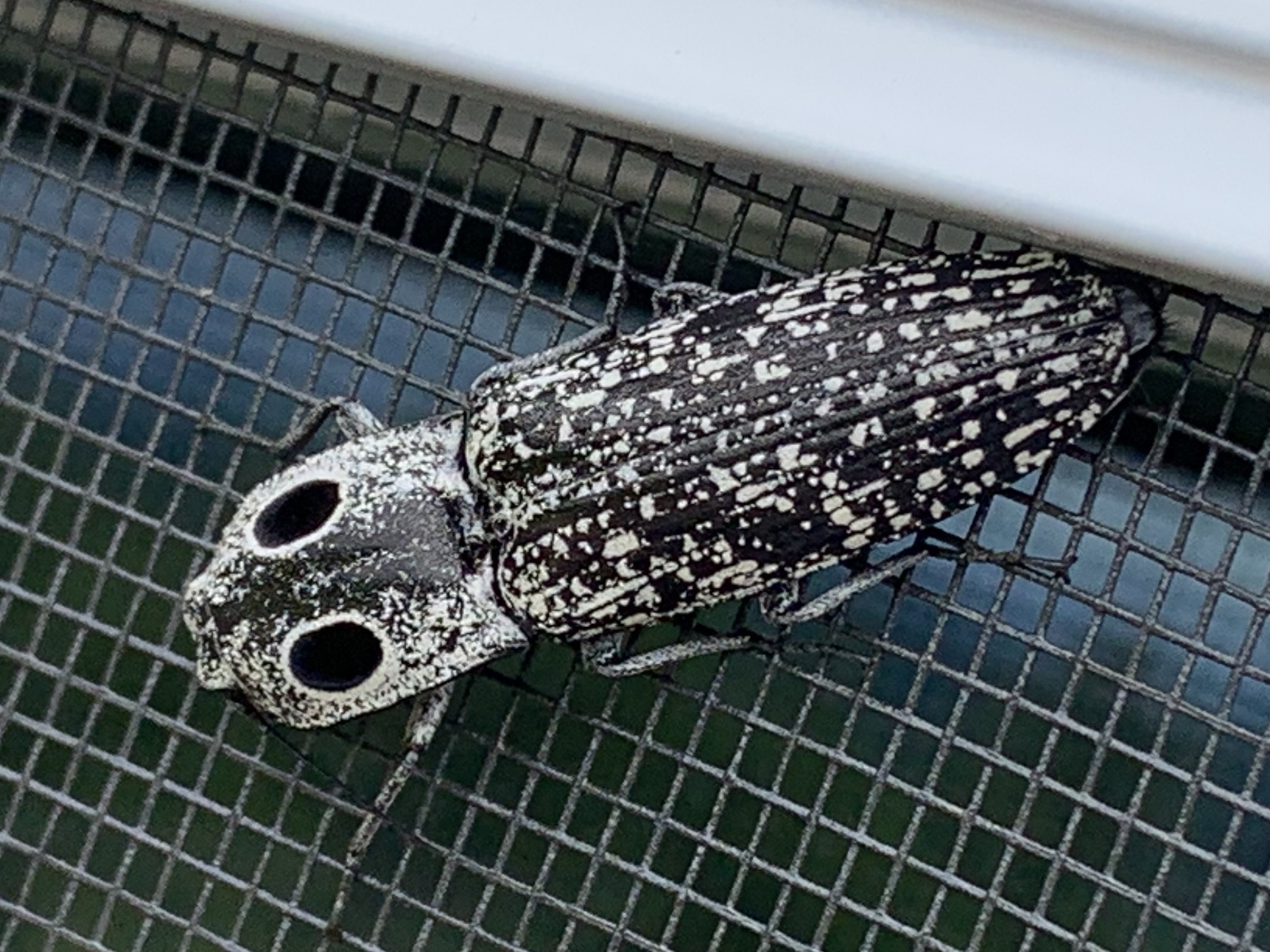 Eyed click beetle.jpg