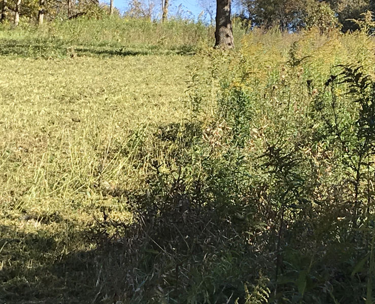 fall-2018-cutting-2.jpg