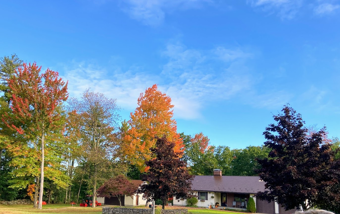 fallcolors.JPG