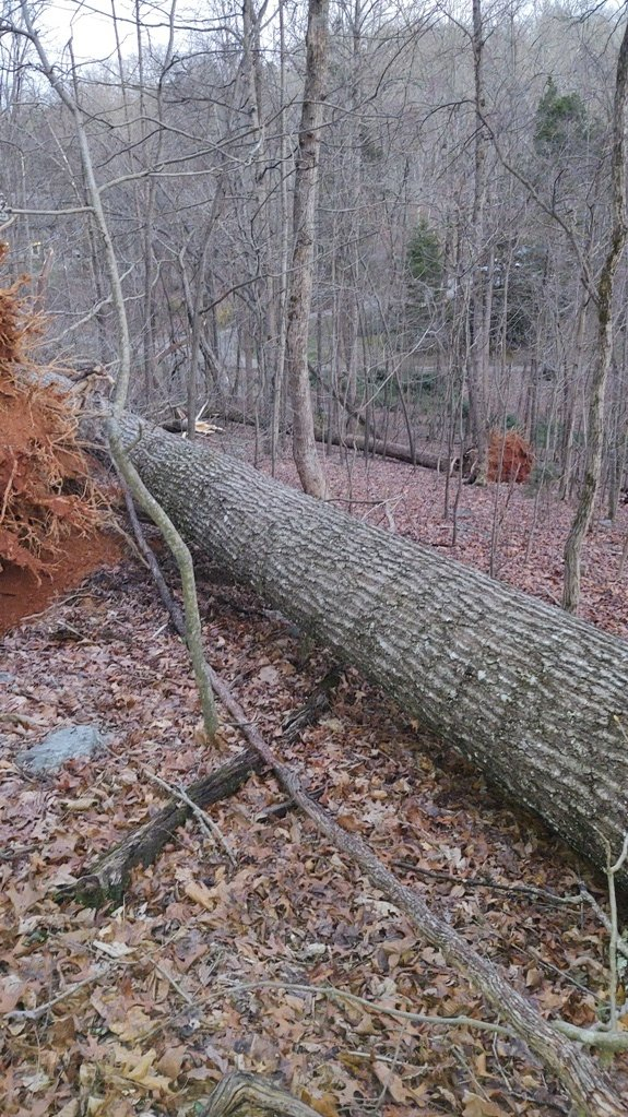 Fallen.jpg