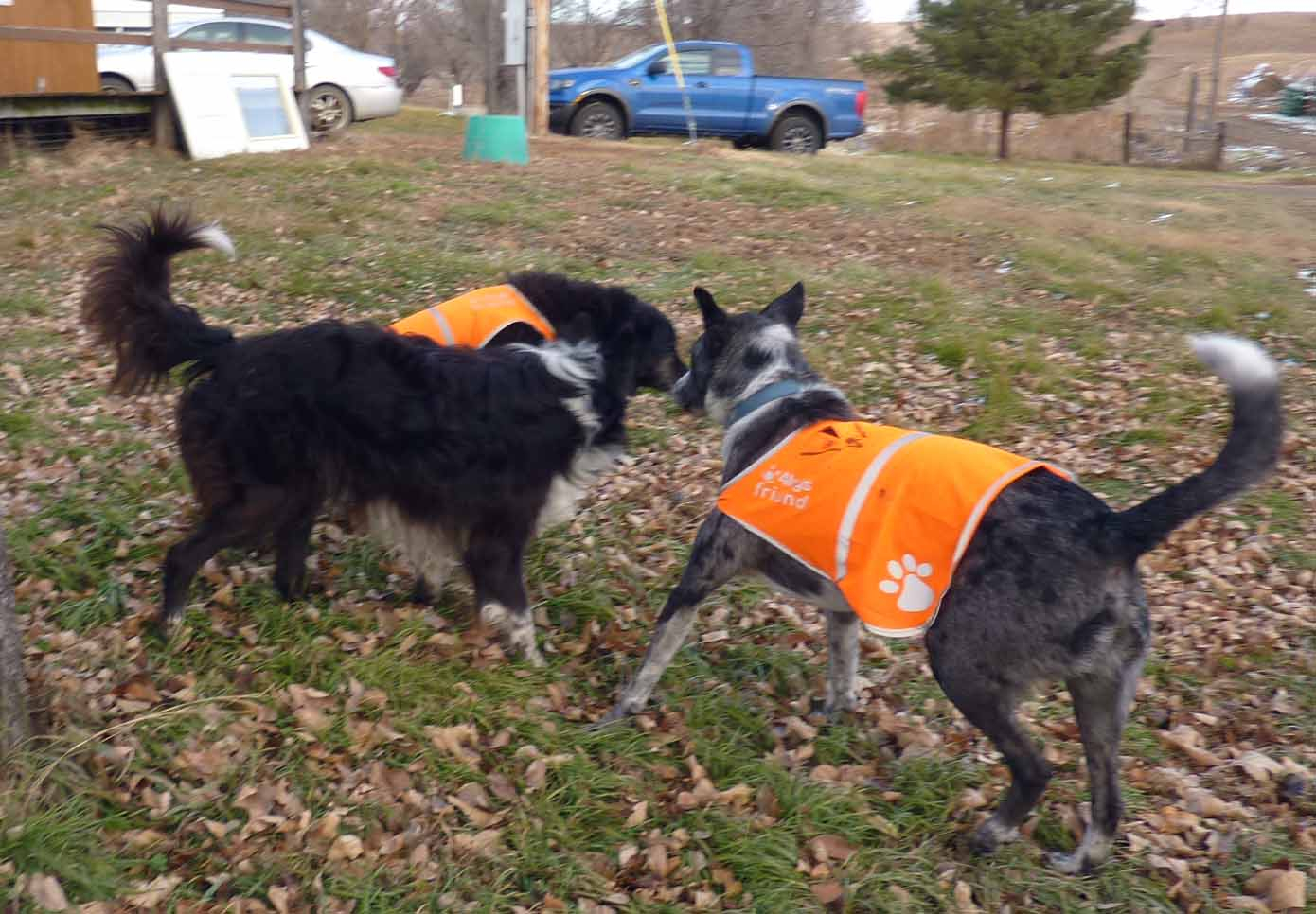 farm mutts0331.jpg