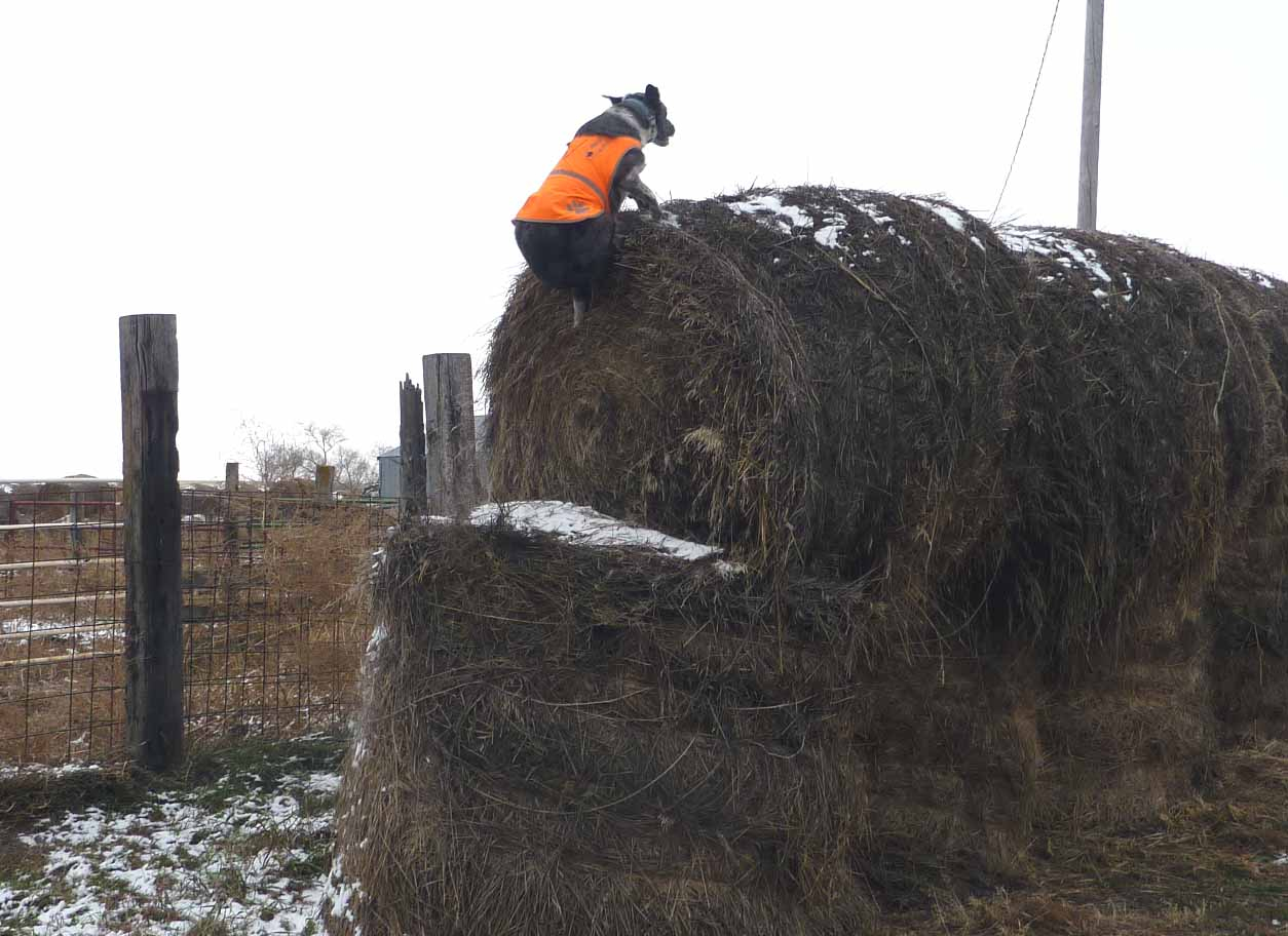 farm mutts0345.jpg