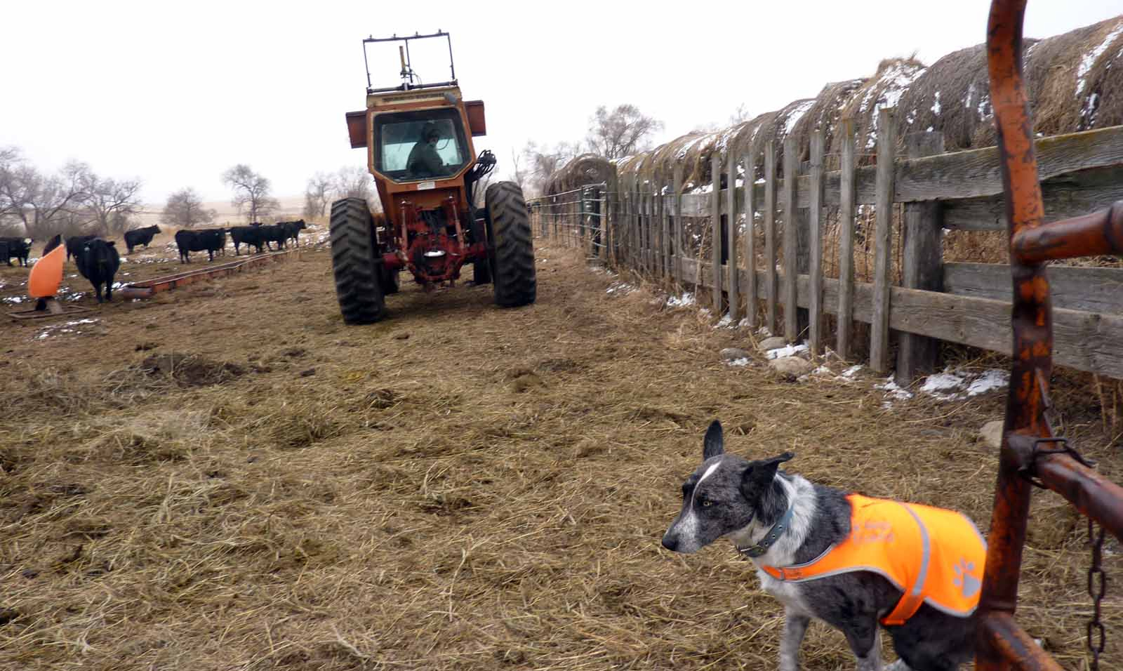 farm mutts0383.jpg