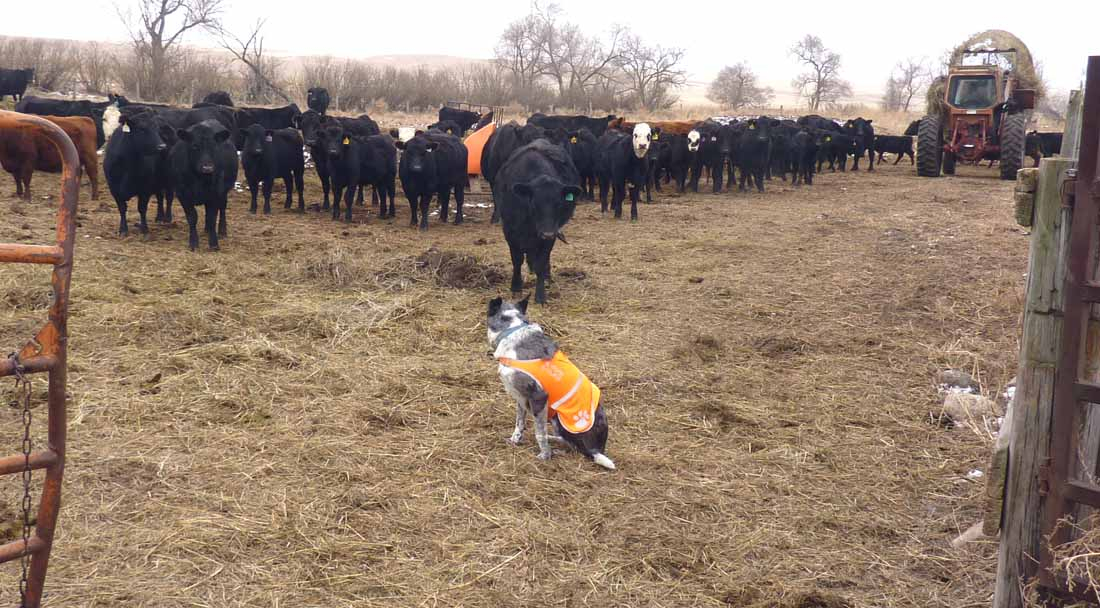 farm mutts381.jpg