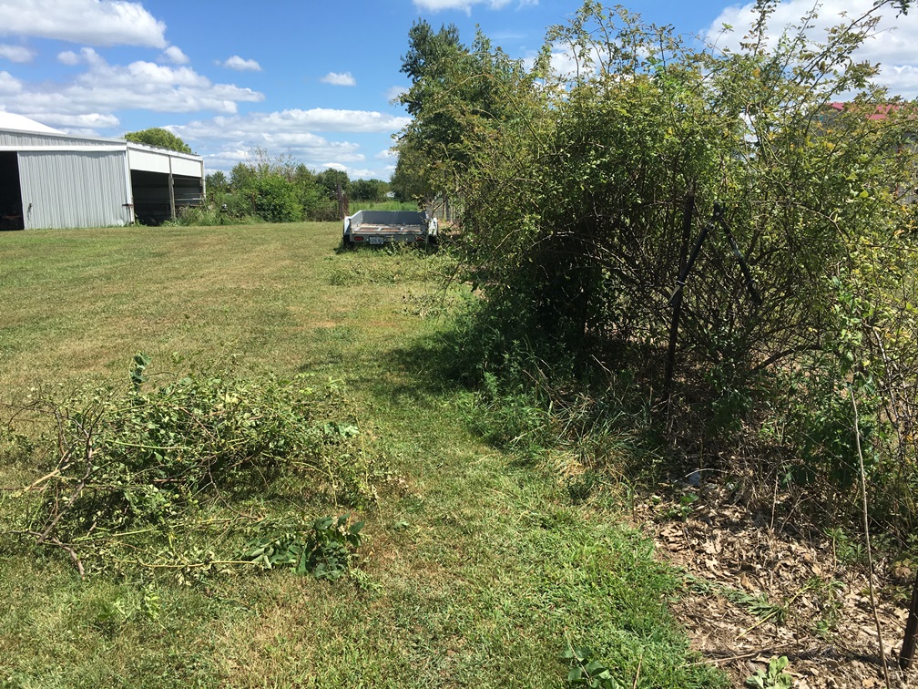 Fence clearing.JPG