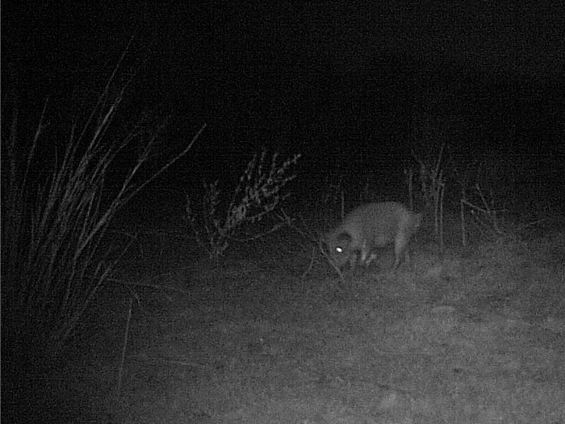 feralhog-irresponsible-001.jpg