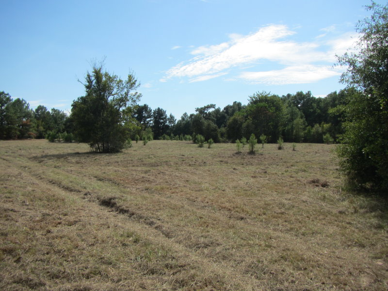 Field after mowing.jpg