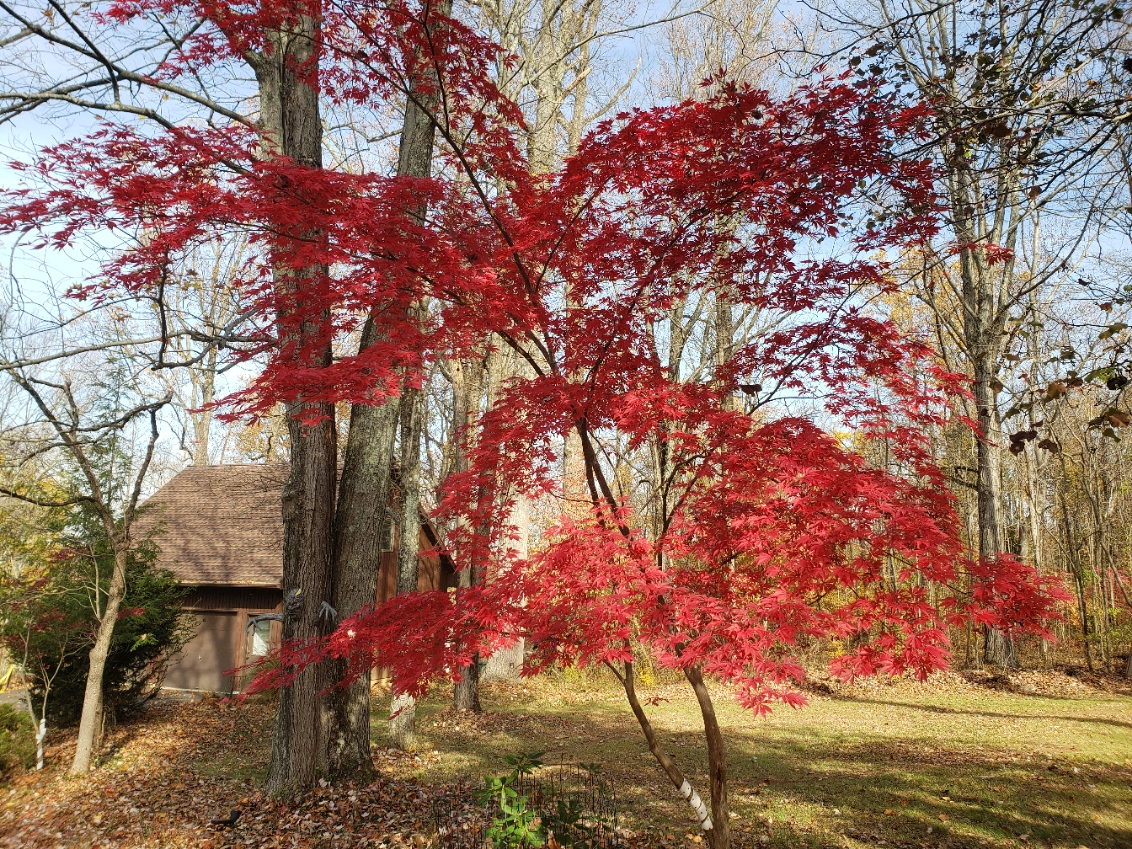 fireMaple20211111_111056.jpg
