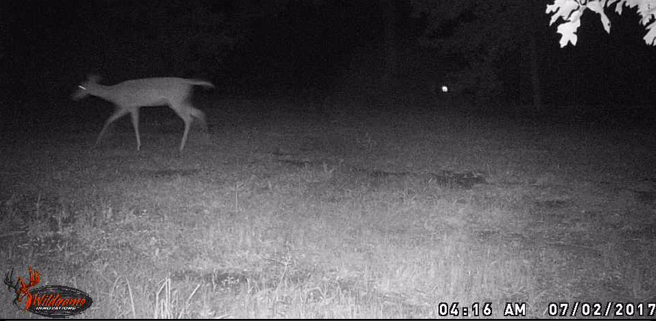 first-deer.jpg