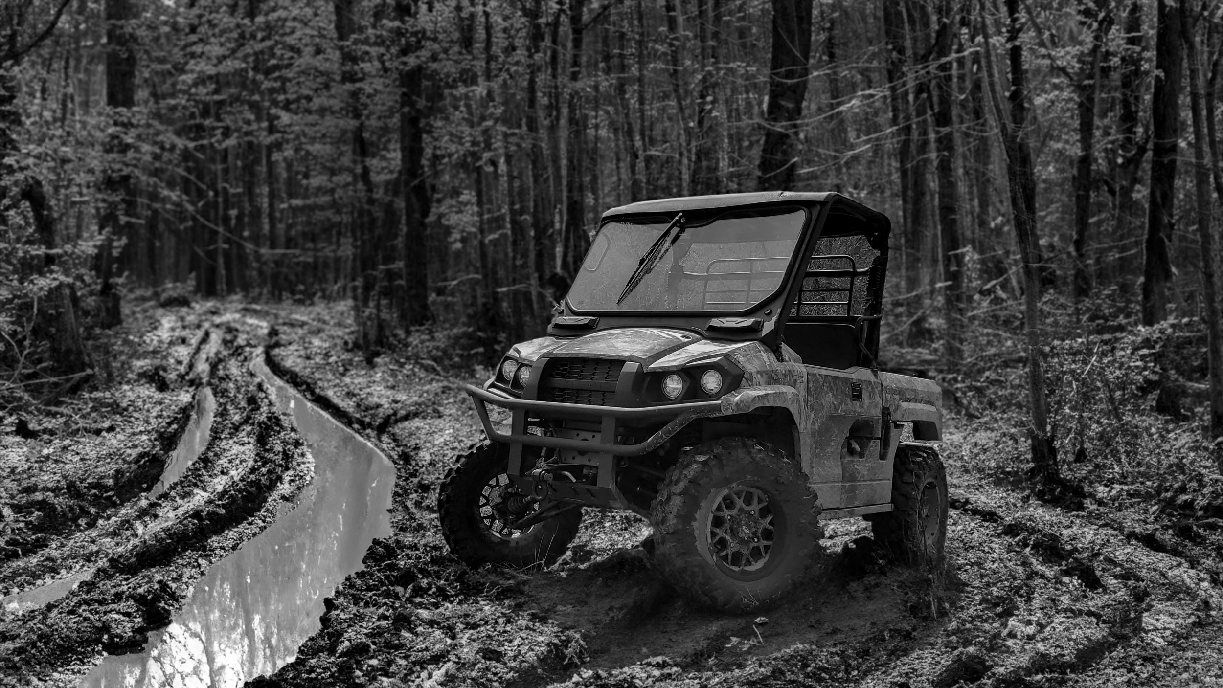 Forest mule BW.jpg