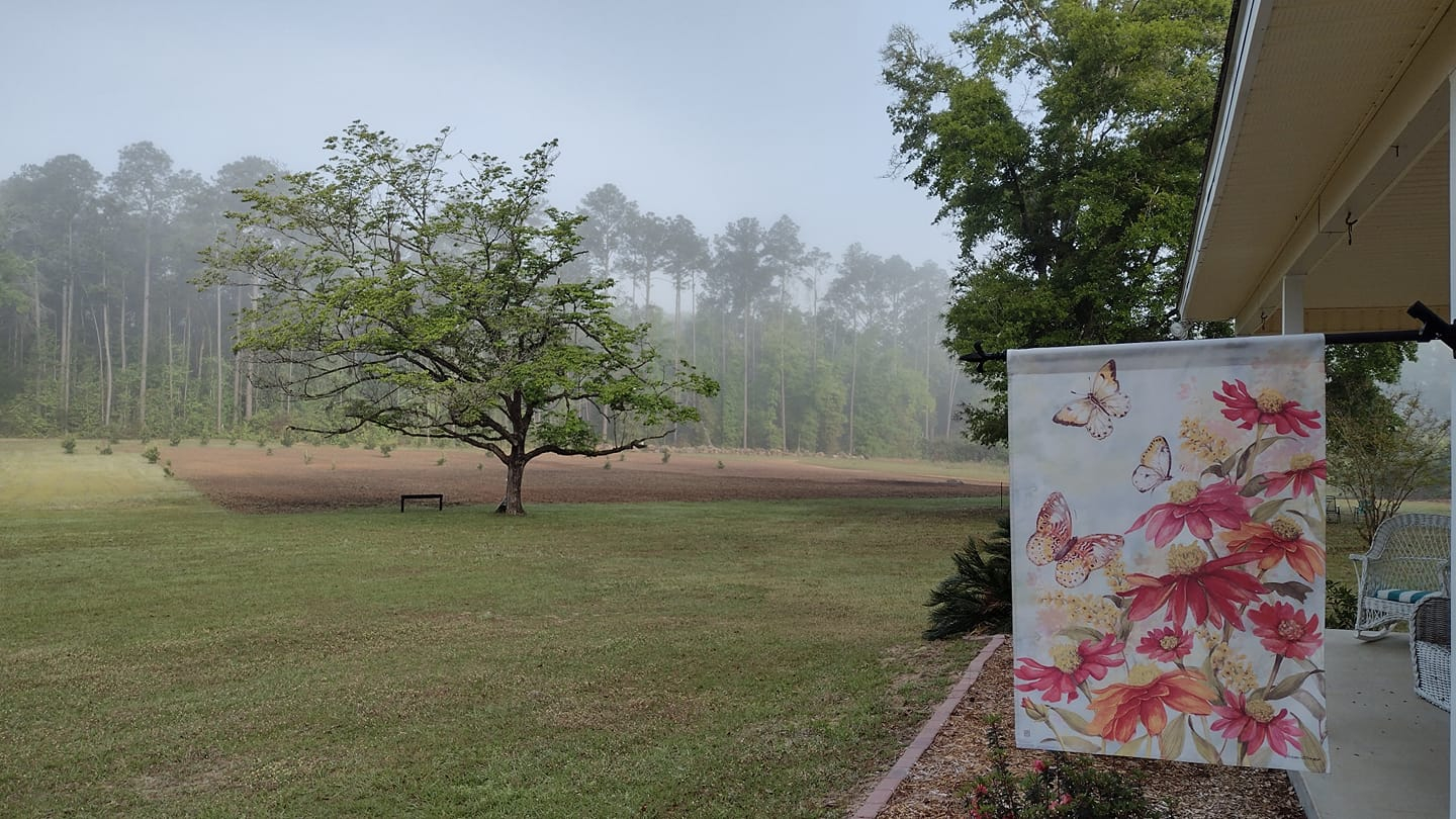 forest-to-field.jpg