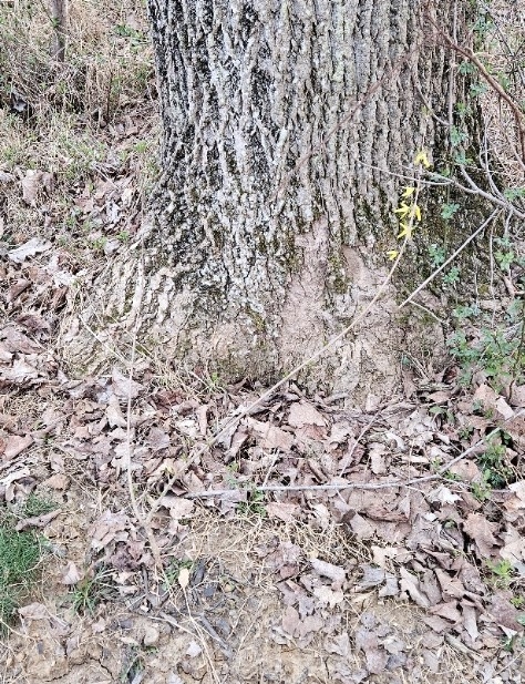 Forsythia3-2024.jpg
