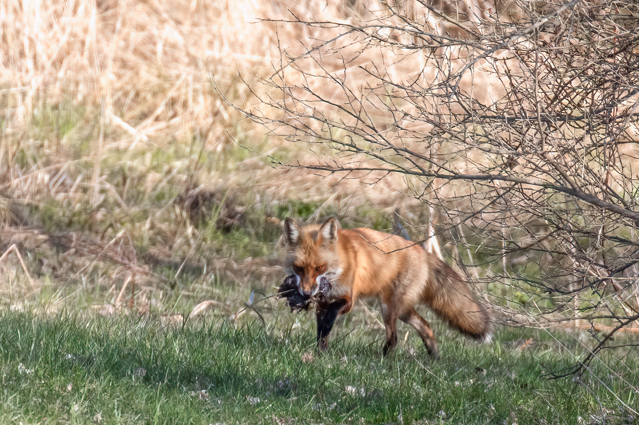 Fox and dinner.jpg