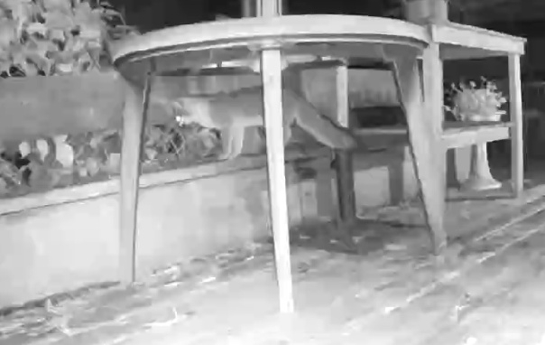 Fox on bench.jpg