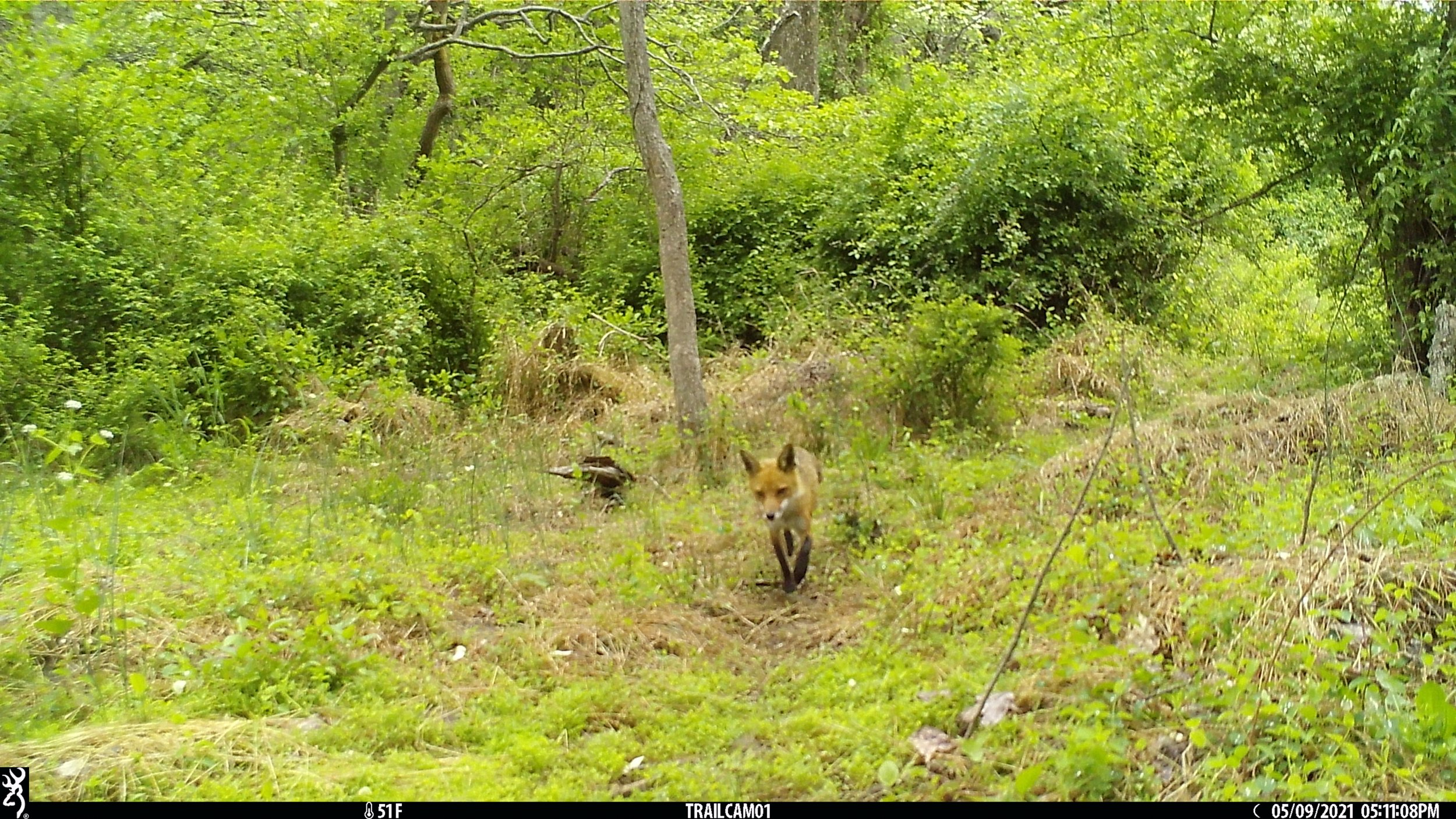 FoxIMG_0924.JPG