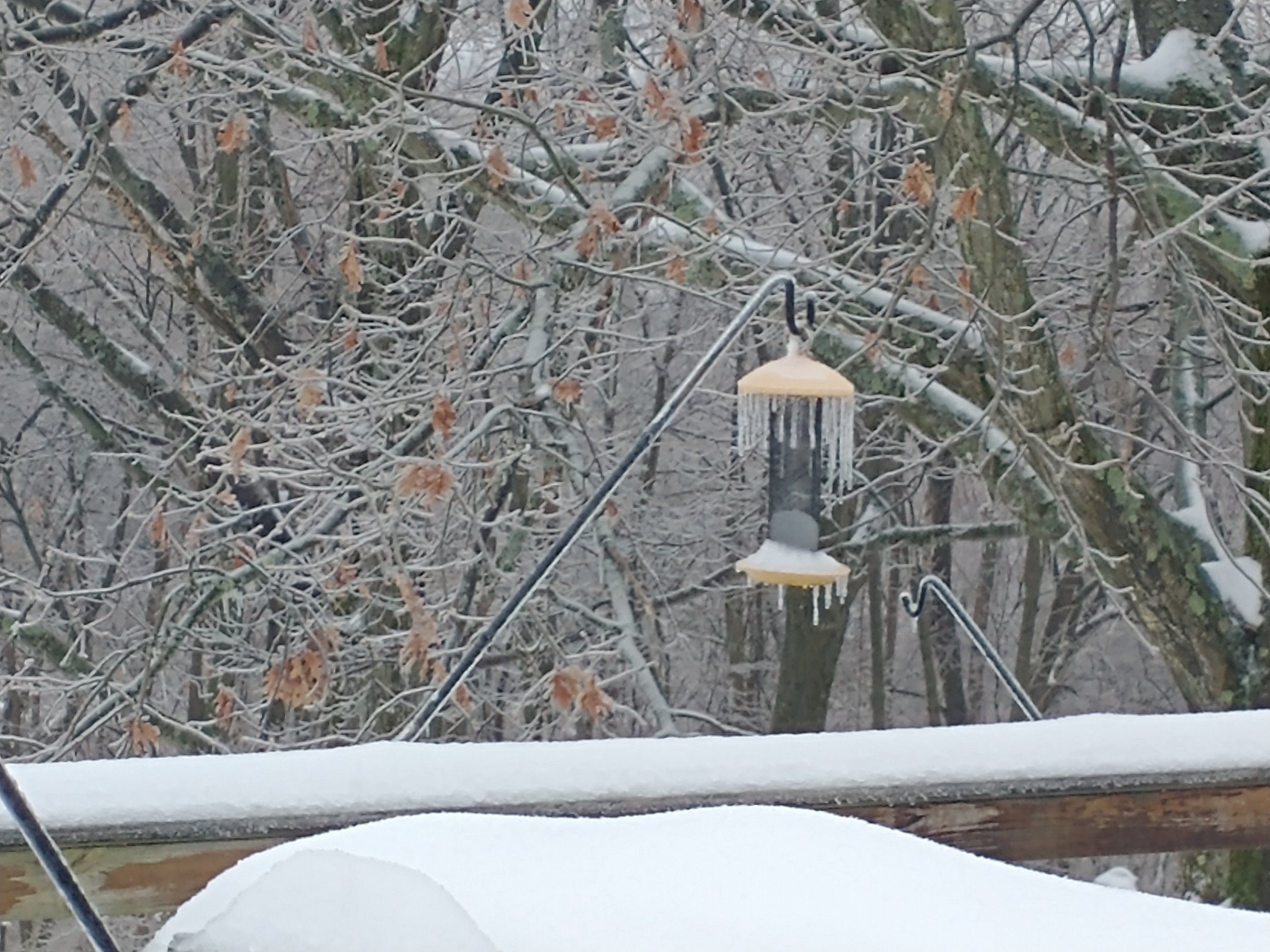 freezing rain1 3 23 24.jpg