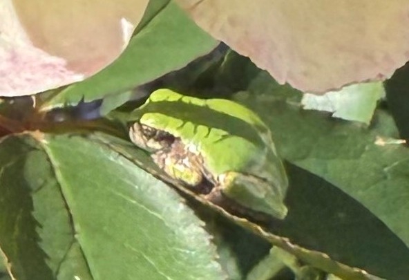 Frog 9-26-25a.jpg