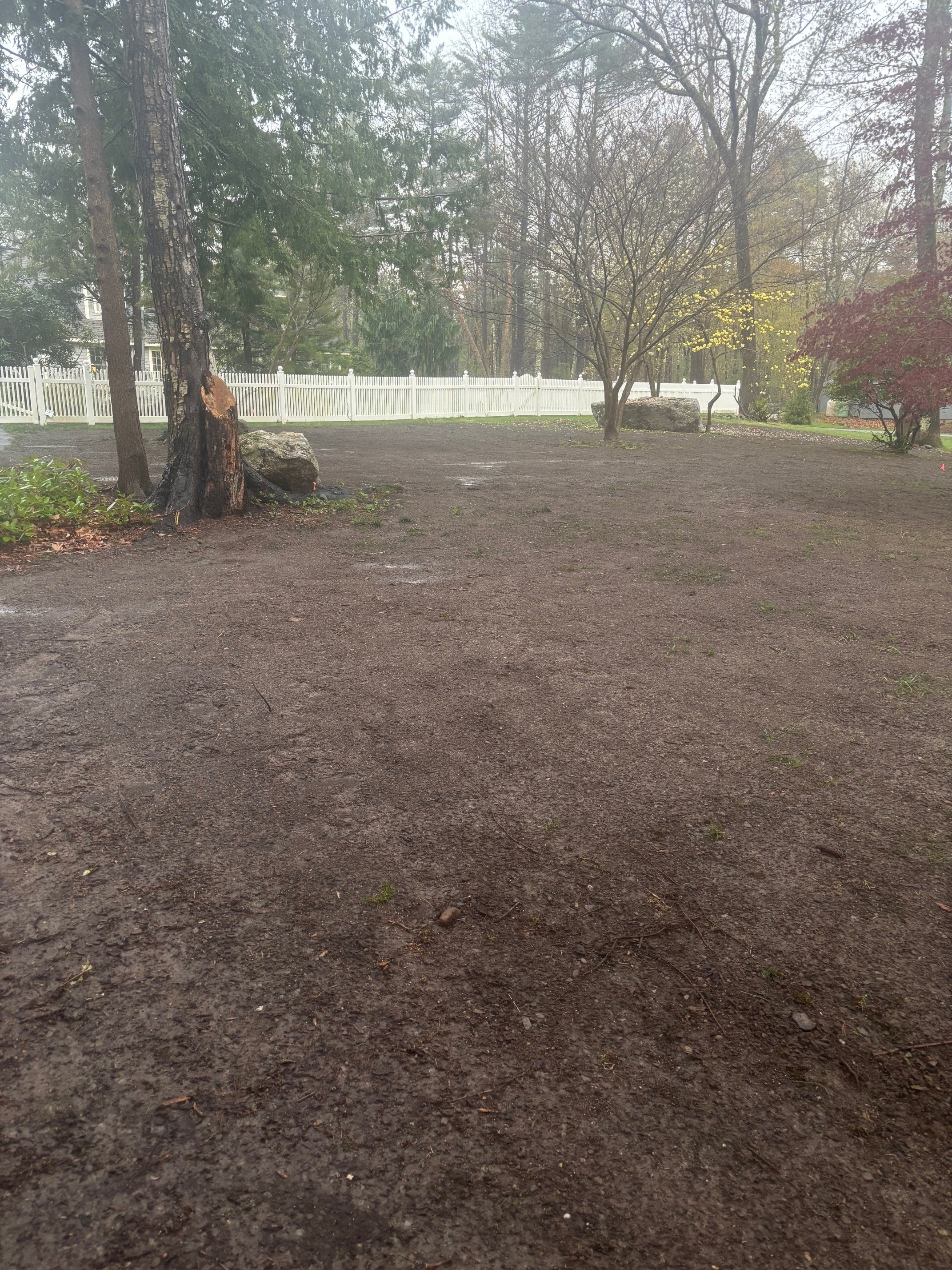 Front yard reseed May 2025.jpg