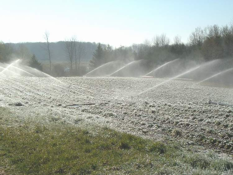 frost berries.JPG